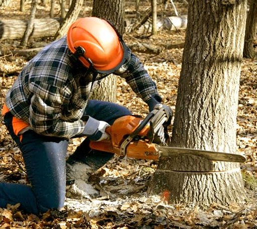 Tree Removal in Morgan, VT